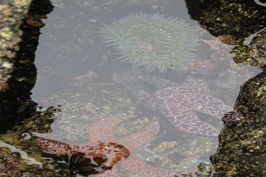 ../image/hostel tide pool 9.jpg